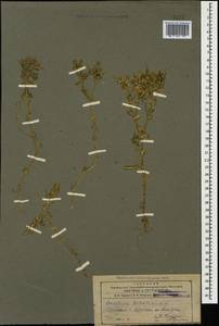 Cerastium dichotomum L., Caucasus, Armenia (K5) (Armenia)