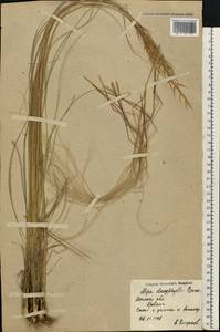 Stipa dasyphylla (Lindem.) Czern. ex Trautv., Eastern Europe, North Ukrainian region (E11) (Ukraine)