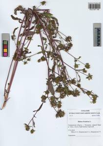 Bidens frondosa L., Siberia, Altai & Sayany Mountains (S2) (Russia)