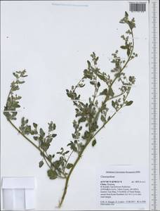 Chenopodium, South Asia, South Asia (Asia outside ex-Soviet states and Mongolia) (ASIA) (China)