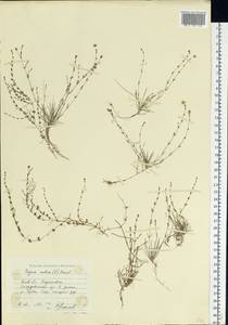 Sagina nodosa (L.) Fenzl, Eastern Europe, North Ukrainian region (E11) (Ukraine)