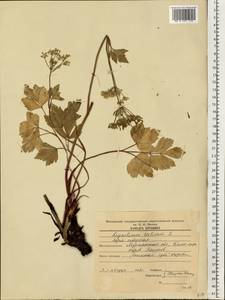 Ligusticum scoticum L., Eastern Europe, Northern region (E1) (Russia)