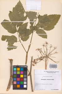 Angelica archangelica L., Eastern Europe, Central forest-and-steppe region (E6) (Russia)