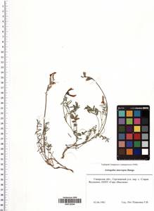 Astragalus macropus Bunge, Eastern Europe, Middle Volga region (E8) (Russia)
