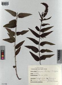 Veronica longifolia L., Siberia, Altai & Sayany Mountains (S2) (Russia)