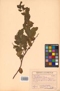 Spiraea ouensanensis H. Lév., Siberia, Russian Far East (S6) (Russia)