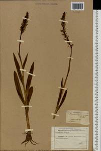 Gymnadenia conopsea (L.) R.Br., Eastern Europe, North Ukrainian region (E11) (Ukraine)