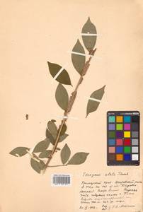 Euonymus alatus (Thunb.) Siebold, Siberia, Russian Far East (S6) (Russia)