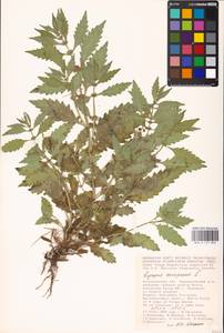 MHA 0 157 803, Lycopus europaeus L., Eastern Europe, Lower Volga region (E9) (Russia)