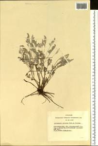 Artemisia nitrosa Weber ex Stechm., Siberia, Western Siberia (S1) (Russia)