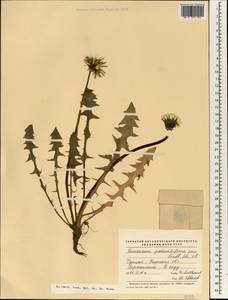 Taraxacum pectinatiforme H. H. Lindb., South Asia, South Asia (Asia outside ex-Soviet states and Mongolia) (ASIA) (Turkey)