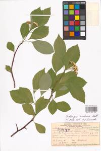 Crataegus rivularis Nutt. ex Torr. & A. Gray, Eastern Europe, Moscow region (E4a) (Russia)