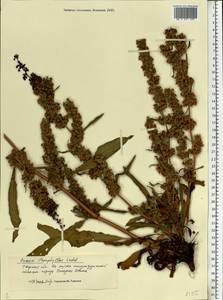 Rumex stenophyllus Ledeb., Eastern Europe, North-Western region (E2) (Russia)
