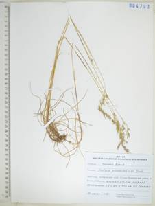 KHA4793, Festuca pseudosulcata Drobow, Siberia, Russian Far East (S6) (Russia)