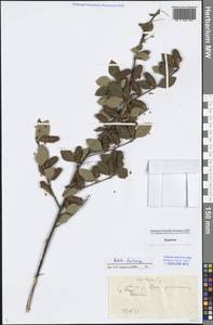 Betula fruticosa Pall., Siberia, Baikal & Transbaikal region (S4) (Russia)