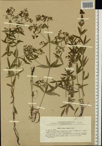 Galium rubioides L., Eastern Europe, North Ukrainian region (E11) (Ukraine)
