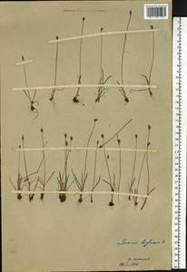 Juncus biglumis L., Eastern Europe, Northern region (E1) (Russia)