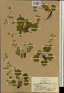 Alchemilla substrigosa Juz. ex Majewski, Eastern Europe, Central region (E4) (Russia)