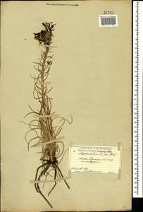 Asphodeline lutea (L.) Rchb., Crimea (KRYM) (Russia)