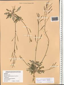 Diplotaxis tenuifolia subsp. cretacea (Kotov) Sobrino Vesperinas, Eastern Europe, Central forest-and-steppe region (E6) (Russia)