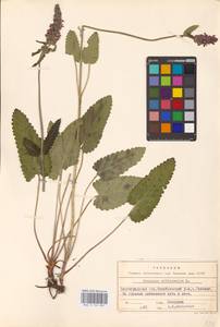 MHA 0 154 807, Betonica officinalis L., Eastern Europe, Lower Volga region (E9) (Russia)
