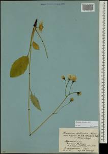 Hieracium patale Norrl., Eastern Europe, Northern region (E1) (Russia)