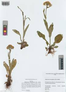 Tephroseris turczaninovii (DC.) Holub, Siberia, Altai & Sayany Mountains (S2) (Russia)