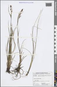 Carex aquatilis var. minor Boott, Siberia, Central Siberia (S3) (Russia)