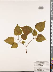 Syringa vulgaris L., Eastern Europe, Central region (E4) (Russia)