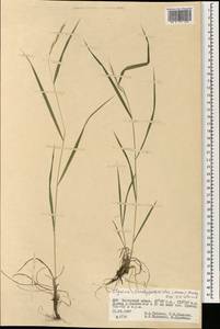 Elymus pendulinus (Nevski) Tzvelev, Mongolia (MONG) (Mongolia)