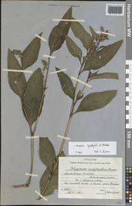 Persicaria lapathifolia (L.) Gray, Eastern Europe, Moscow region (E4a) (Russia)