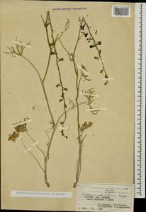 Delphinium cyphoplectrum subsp. pallidiflorum (Freyn) Rottenst., Caucasus, Armenia (K5) (Armenia)