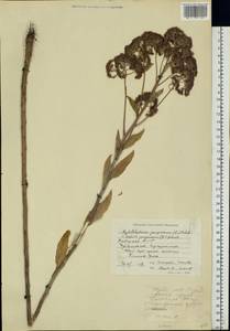 Hylotelephium telephium (L.) H. Ohba, Eastern Europe, Middle Volga region (E8) (Russia)