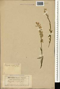 Polygala major Jacq., Caucasus, North Ossetia, Ingushetia & Chechnya (K1c) (Russia)
