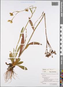 Hieracium echioides × pilosella, Eastern Europe, Volga-Kama region (E7) (Russia)