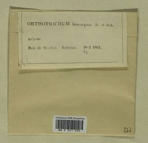 Lewinskya striata (Hedw.) F. Lara, Garilleti & Goffinet, Bryophytes, Bryophytes - Western Europe (BEu) (France)