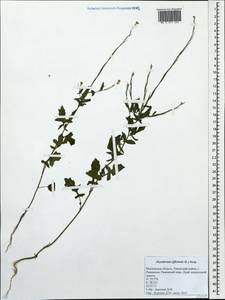 Sisymbrium officinale (L.) Scop., Eastern Europe, Moscow region (E4a) (Russia)