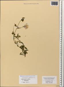 Convolvulus cantabrica L., Caucasus, Azerbaijan (K6) (Azerbaijan)