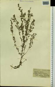 Artemisia frigida Willd., Siberia, Baikal & Transbaikal region (S4) (Russia)
