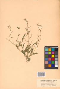 Chorispora tenella (Pall.) DC., Eastern Europe, Lower Volga region (E9) (Russia)