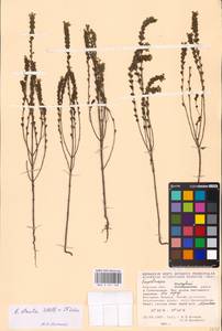 MHA 0 161 768, Euphrasia stricta J.P.Wolff ex J.F.Lehm., Eastern Europe, Central forest-and-steppe region (E6) (Russia)