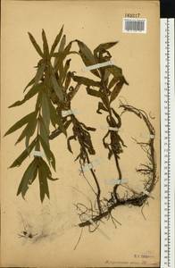 Chamaenerion angustifolium (L.) Scop., Eastern Europe, Central forest-and-steppe region (E6) (Russia)