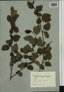 Alnus alnobetula subsp. alnobetula, Western Europe (EUR) (Bulgaria)