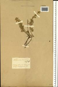 Artemisia rutifolia Stephan ex Spreng., Siberia, Baikal & Transbaikal region (S4) (Russia)