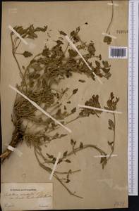 Scutellaria sieversii Bunge, Middle Asia, Dzungarian Alatau & Tarbagatai (M5) (Kazakhstan)