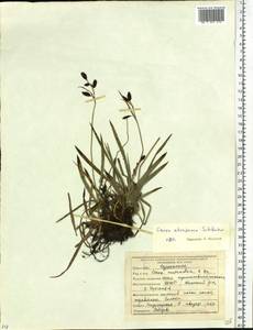 Carex atrofusca Schkuhr, Siberia, Yakutia (S5) (Russia)