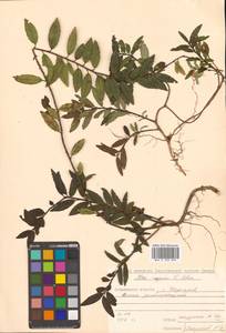 Ilex rugosa F.Schmidt, Siberia, Russian Far East (S6) (Russia)
