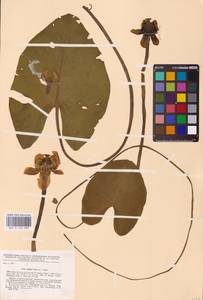 Nuphar lutea (L.) Sm., Eastern Europe, Central forest region (E5) (Russia)