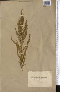 Artemisia dracunculus L., Middle Asia, Northern & Central Kazakhstan (M10) (Kazakhstan)
