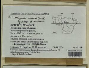 Sciuro -hypnum oedipodium (Mitt.) Ignatov & Huttunen, Bryophytes, Bryophytes - Middle Russia (B6) (Russia)